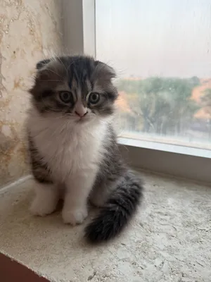 سكوتش شيرازي
