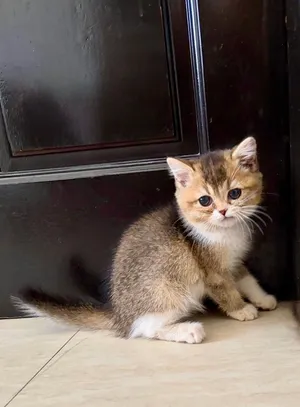 للبيع سكوتش بيور انثى