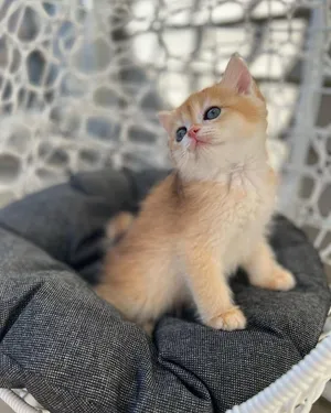 British shorthair kittens male and female adorable and love cuddling