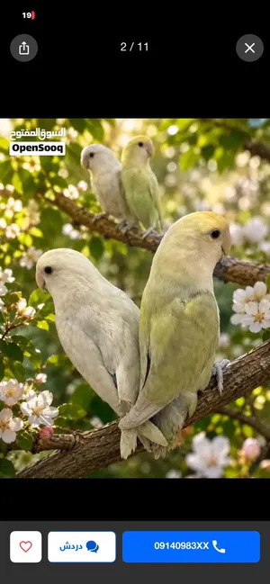 عصافير روز