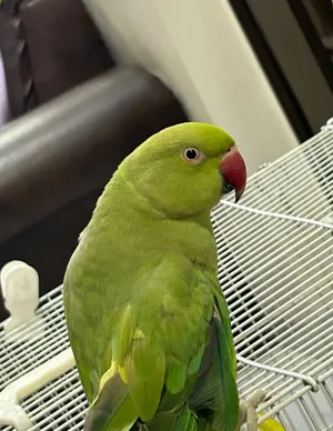 Green parrot