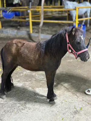 Horse for salr