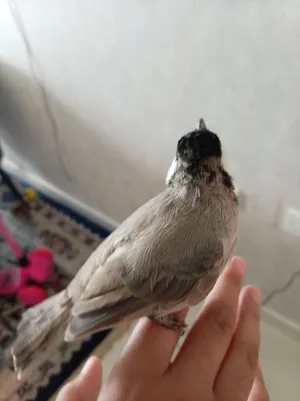 Bahrain BulBul