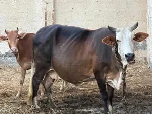 بقره عشار للبيع او للبدل