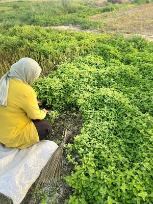 Wholesale Dried Vegetables from Iran to Oman
