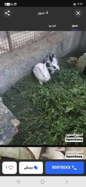 للبيع أرانب فرنسية