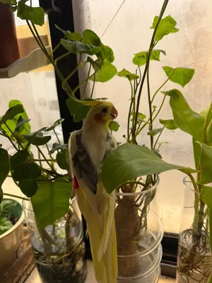 Beautiful Cockatiel bird for 200SR