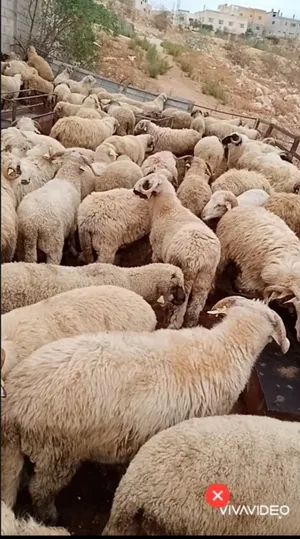 بفضل الله يتوفر لدينا خاروف روماني + خاروف بلدي +عبور بلدي   جميع الوزان