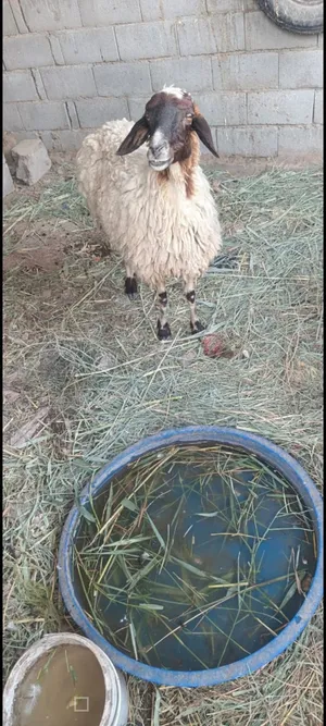 نعجه ام ثاني للبيع