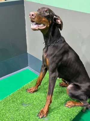 doberman female dog 11 month old   أنثى دوبرمان  عمر 11 شهر
