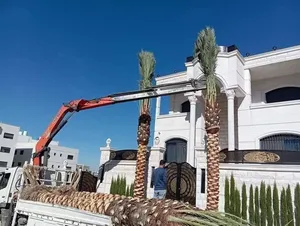 نخل وأشنطونيا ونخيل مثمر من مزارع الكرامه حاصل على تصريح من وزارة الزراعه يوجد جميع الارتفاعات