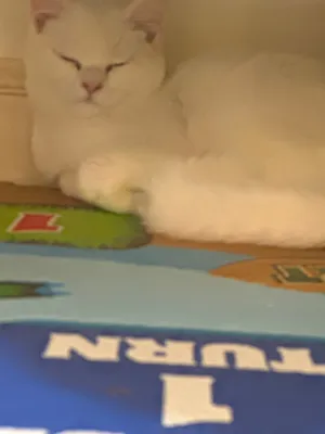 قط ابيض