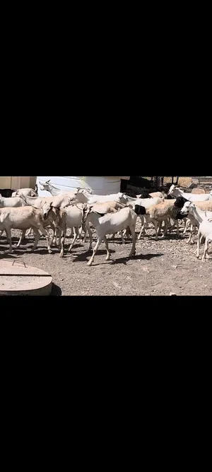 حلال صومالي كبشان وتيوس 3 رواس ب 90 ريال فقط