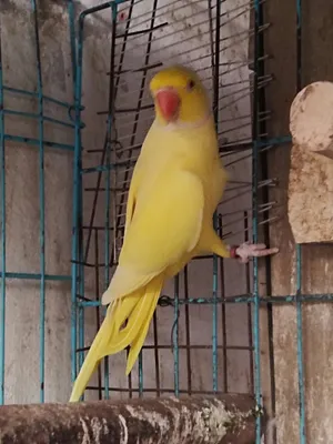 متاح نلات حبات دره ذكور غير اليفات منتجات