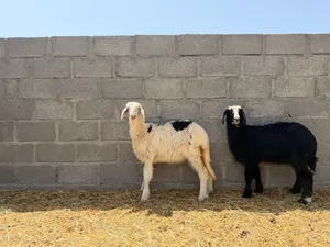 كبش وحملات نجدية