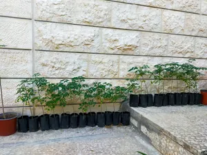 شتلات المورينجا الوفيرا الهندية الاصل شجرة الكنز وشجرة الحياة صيدلية متكاملة في المنزل
