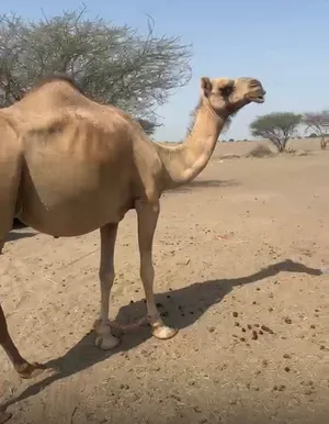 للبيع ناقه مدني