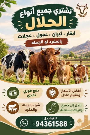 نشتري جميع انواع الحلال ابقار.عجول.عجلات.(بالمفرد او بالجملة)