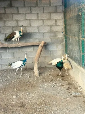 للبيع ازواج طاؤوس