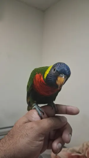 Rainbow lory fully hand tamed