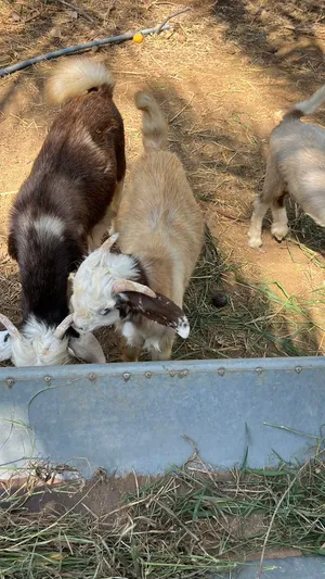 تيوس فل سمنه