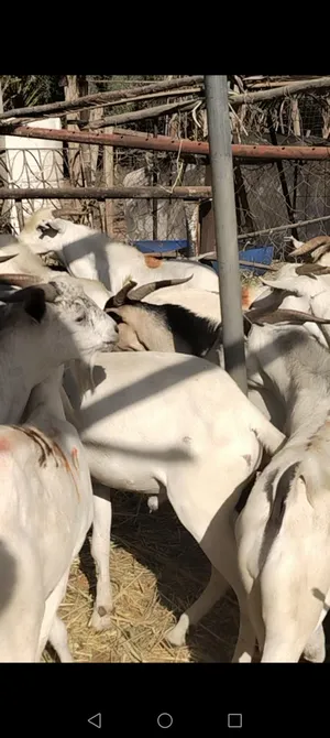 goats.....