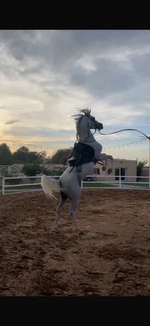 خيل للبيع العمر 6 سنوات