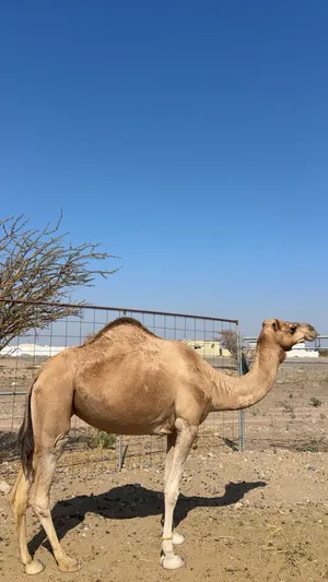 للبيع ناجه