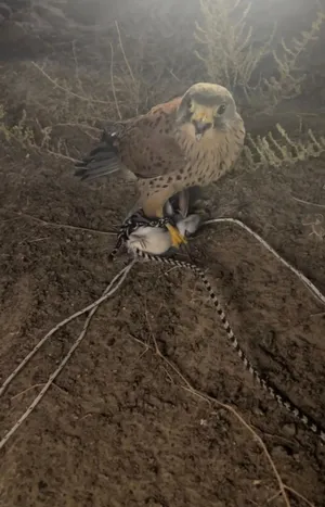 طير شرياص للبيع