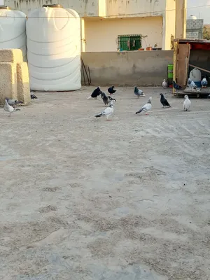 حمام اللبيع انواع فش بلدي