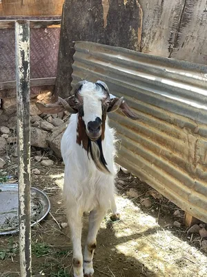 تيس عماني للبيع