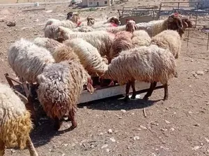 حلال بلدي عقائق نذر مناسبات فدوى جميع الاوزان بأقل الأسعار موجودة خدمة توصيل وذبح بالصلاة على النبي