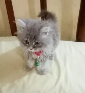 قط شيرازي عنده شهر ونص للبيع