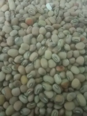 بذر لوبيا عماني احمر المن ب 8.5ريال