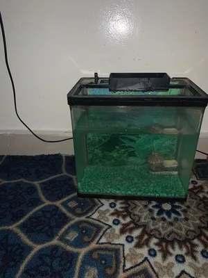 صندوق للبيع السمكة
