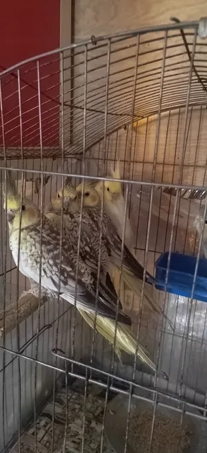 كوكتيل شباب عمر 10 شهور