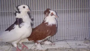 حمام زينه متنوع