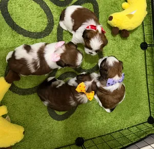 Female Shih Tzu puppy — sweet, playful, and very affectionate
