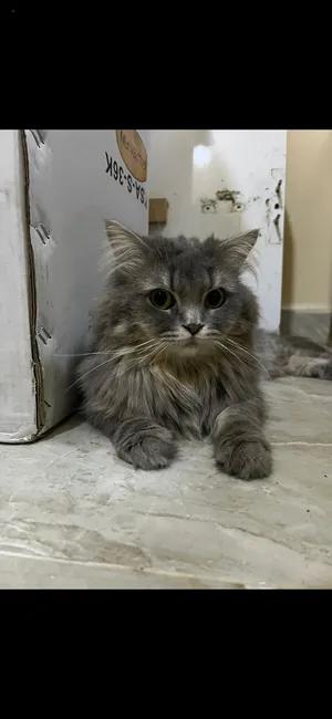 Persion cat long hair gray And black hair color and green and black round shape eyes for adoption