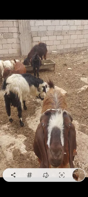 ست عنزات البيع سن جمع انضيف مع اجدايه اثنين