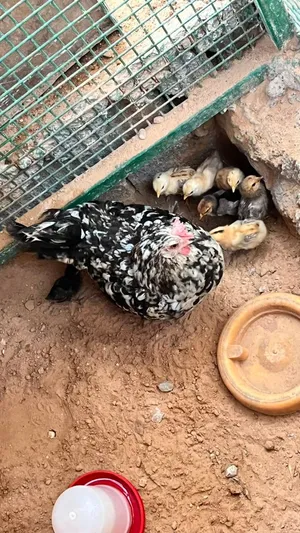 سلام عليكم عرض لي يبي يربي ويكسب