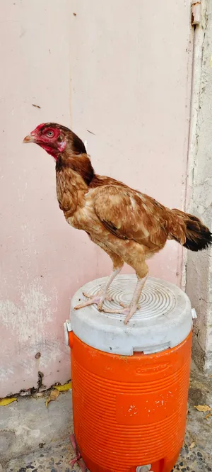 Pakistani Hen