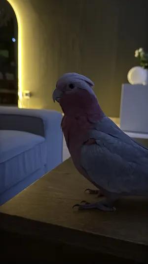 Ghallah parrot 3500aed