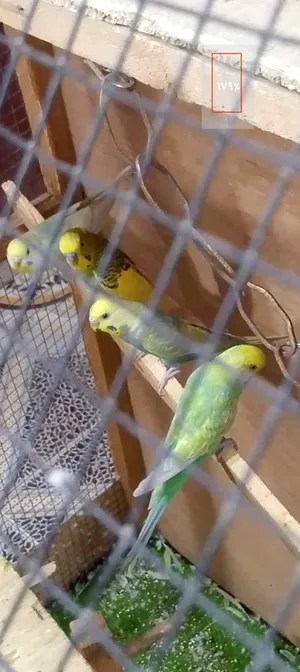 زوجين طيور الحب مراوس بتور