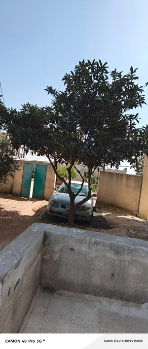 شجره اسكادنيا عمرها اكثر من15سنه
