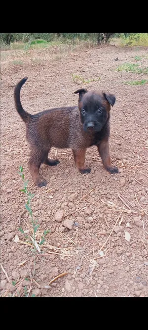 malinois charbonner