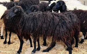 جعد مال الجبل عمانيات اصل بيور بدون تهجين راهيات واحجام مايتفوتن للتربيه او ذبح