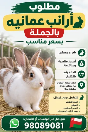مطلوب ارانب عمانيه للبيع