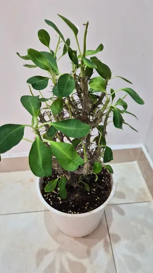 Indoor Plant - Crown of Thorns