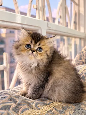 قطط British longhair بعمر شهرين